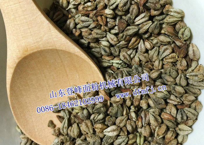 苦荞原料